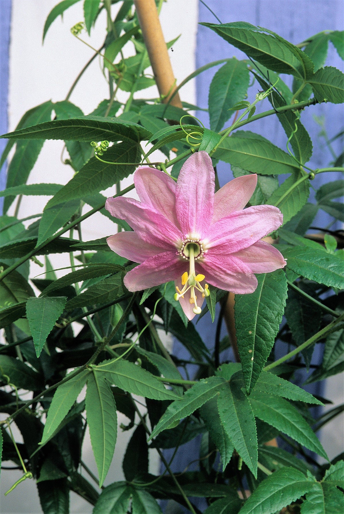 10 PLÁTANO MARACUYÁ Flor de la pasión rosa Passiflora Mollissima Piel amarilla Pulpa anaranjada Semillas de vid