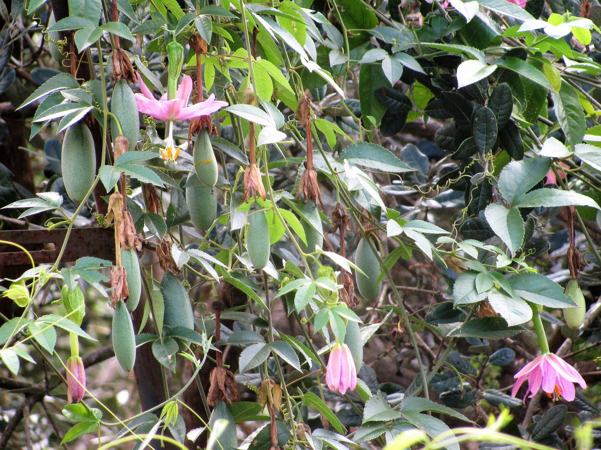 10 PLÁTANO MARACUYÁ Flor de la pasión rosa Passiflora Mollissima Piel amarilla Pulpa anaranjada Semillas de vid