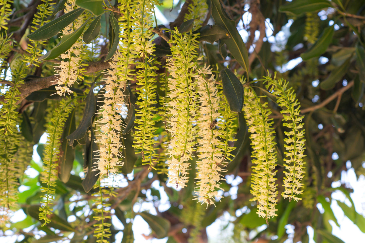 5 NUEZ DE MACADAMIA Árbol Macadamia Integrifolia Cáscara Marrón Fruto Beige Flor Blanca y Rosa Semillas