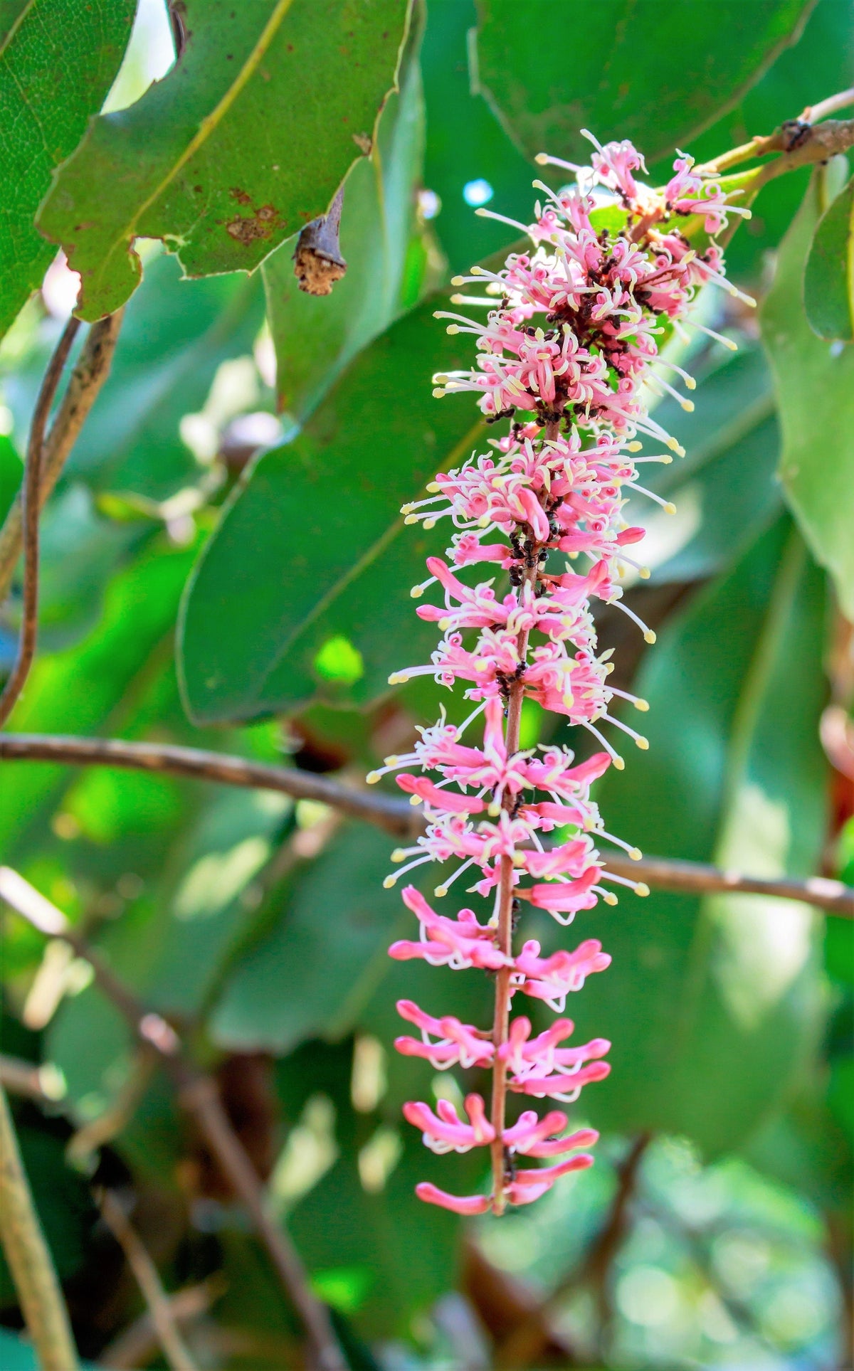 5 NUEZ DE MACADAMIA Árbol Macadamia Integrifolia Cáscara Marrón Fruto Beige Flor Blanca y Rosa Semillas