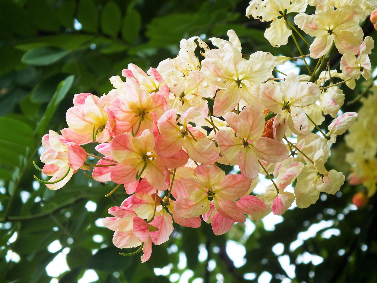 5 semillas de Cassia Javanica, también conocida como árbol de lluvia arcoíris y árbol de flor de manzano, de dos tonos rosa, blanco y amarillo.