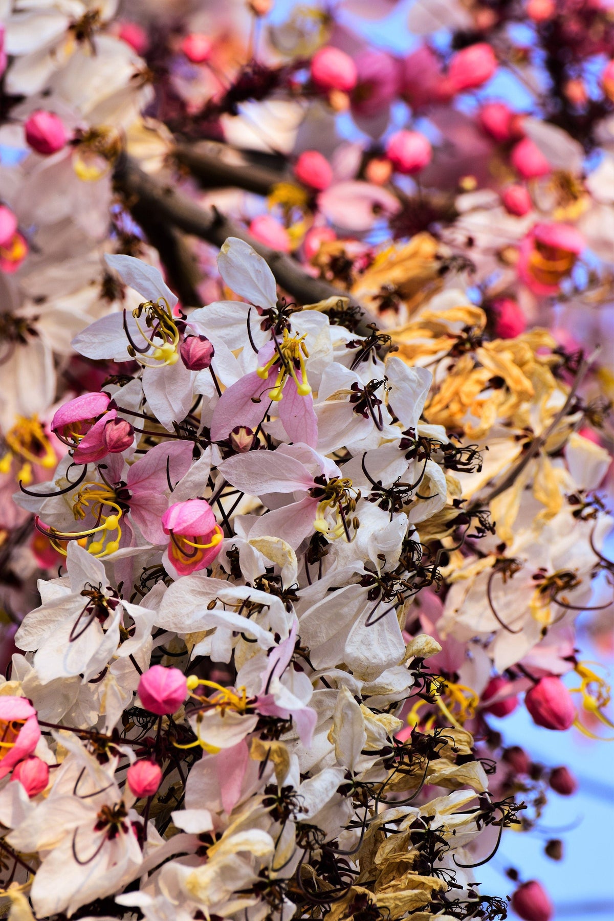 5 semillas de Cassia Javanica, también conocida como árbol de lluvia arcoíris y árbol de flor de manzano, de dos tonos rosa, blanco y amarillo.