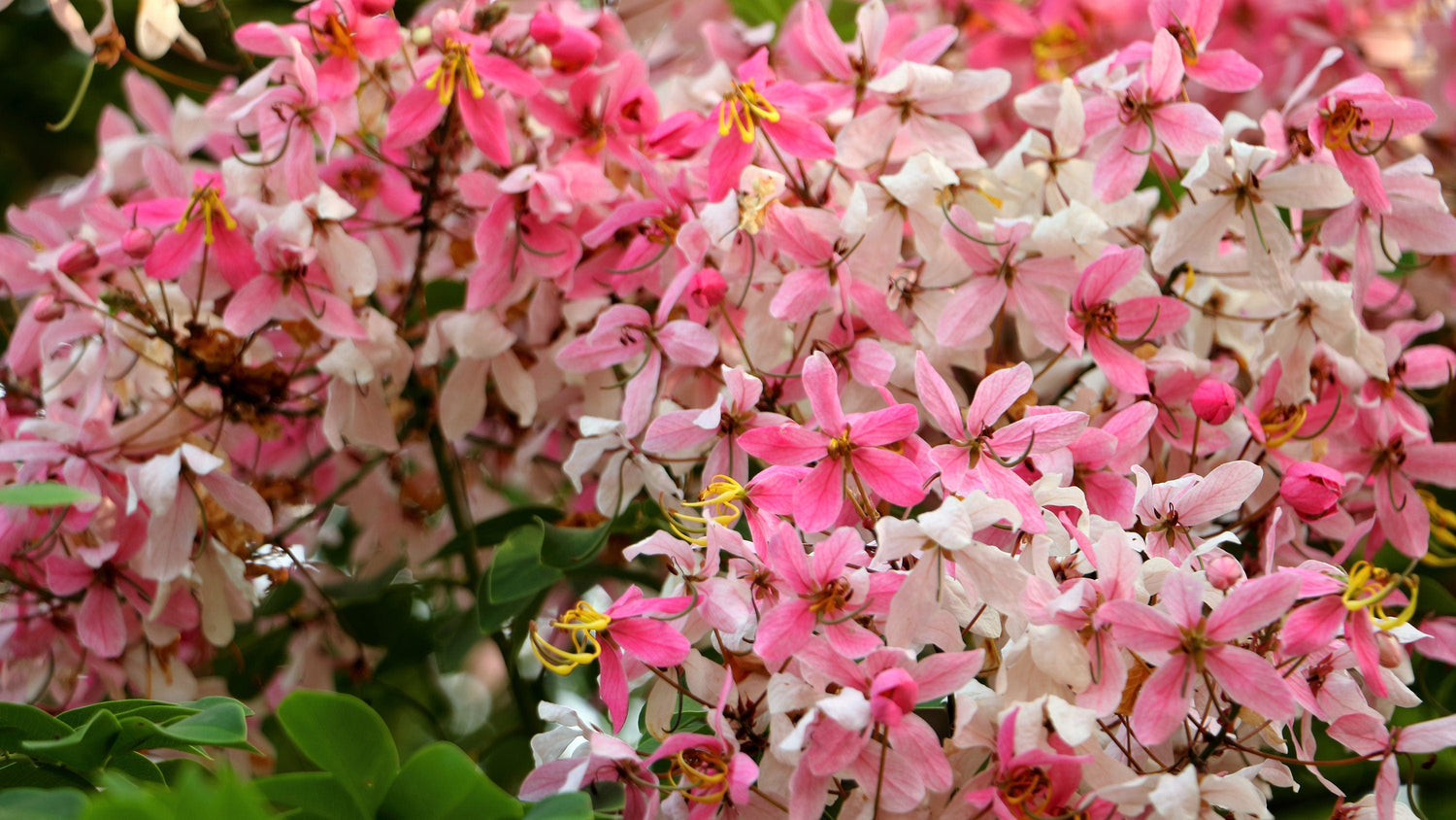5 semillas de Cassia Javanica, también conocida como árbol de lluvia arcoíris y árbol de flor de manzano, de dos tonos rosa, blanco y amarillo.