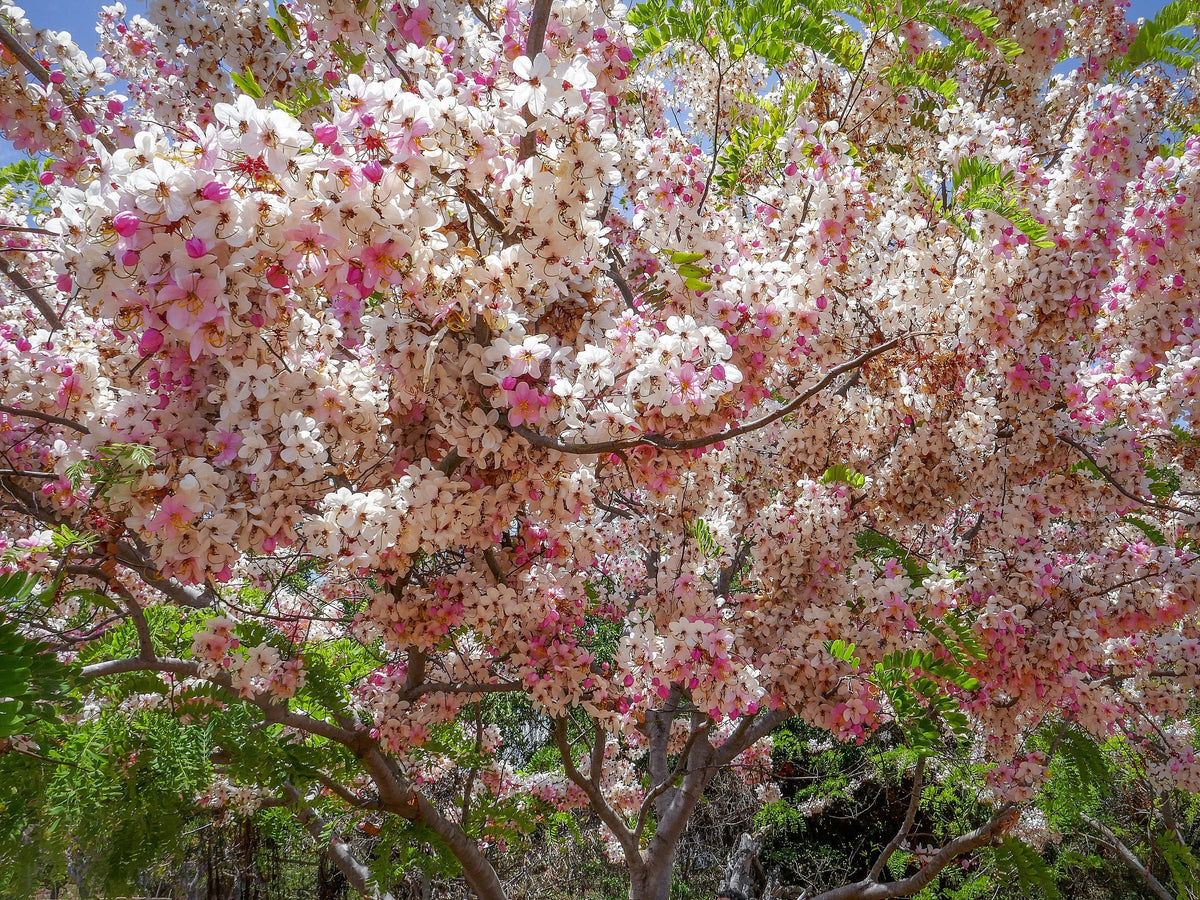 5 semillas de Cassia Javanica, también conocida como árbol de lluvia arcoíris y árbol de flor de manzano, de dos tonos rosa, blanco y amarillo.