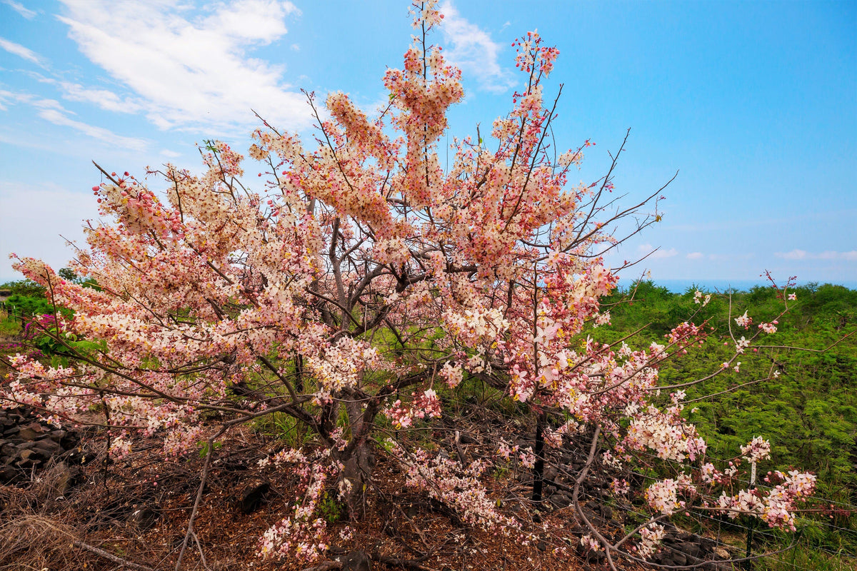 5 semillas de Cassia Javanica, también conocida como árbol de lluvia arcoíris y árbol de flor de manzano, de dos tonos rosa, blanco y amarillo.