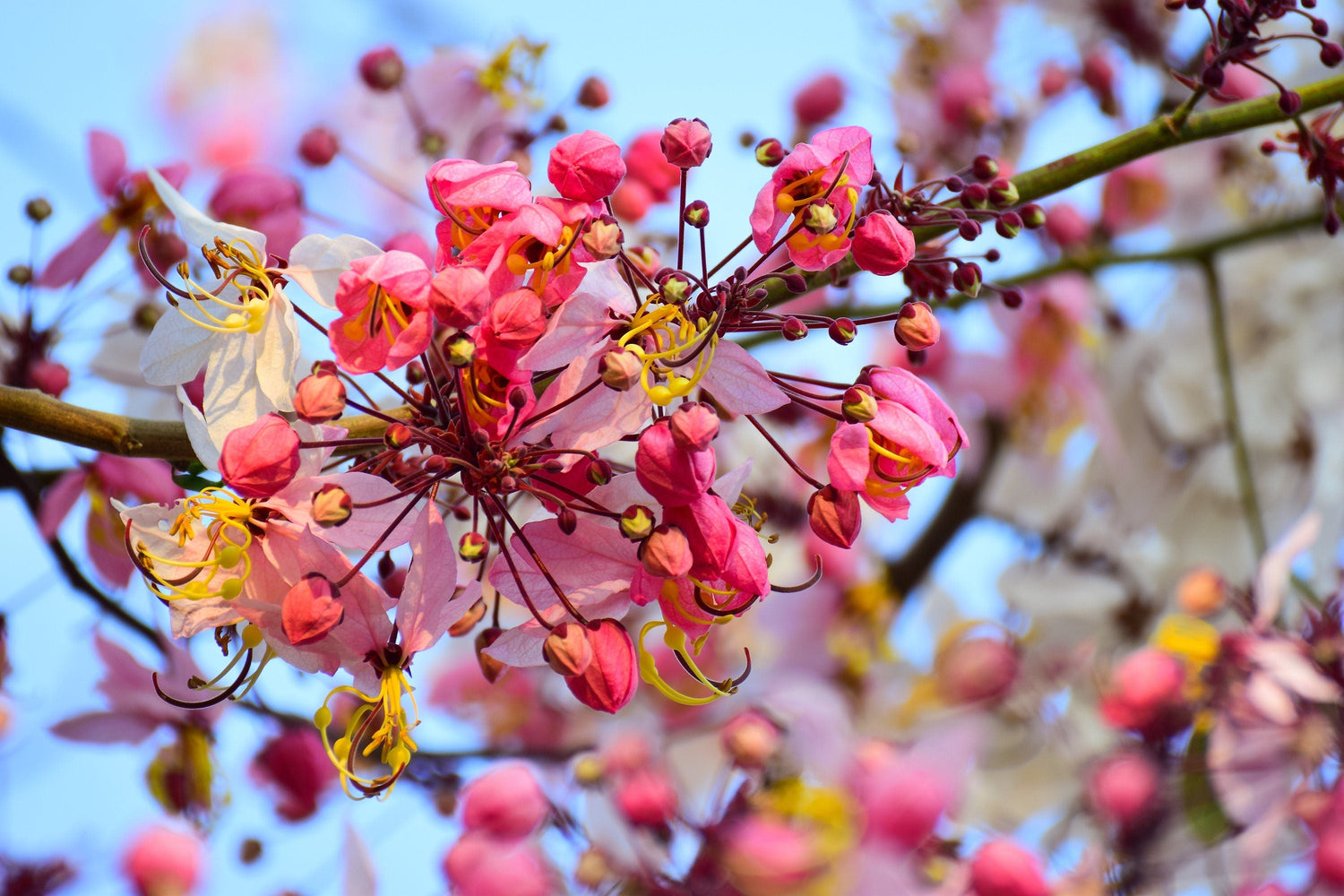 5 semillas de Cassia Javanica, también conocida como árbol de lluvia arcoíris y árbol de flor de manzano, de dos tonos rosa, blanco y amarillo.