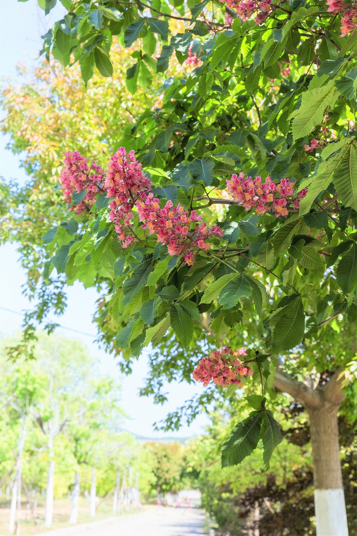 20 semillas de almendro de las Indias Orientales, Terminalia Myriocarpa, también conocida como Hollock, de color amarillo melocotón y rosa.
