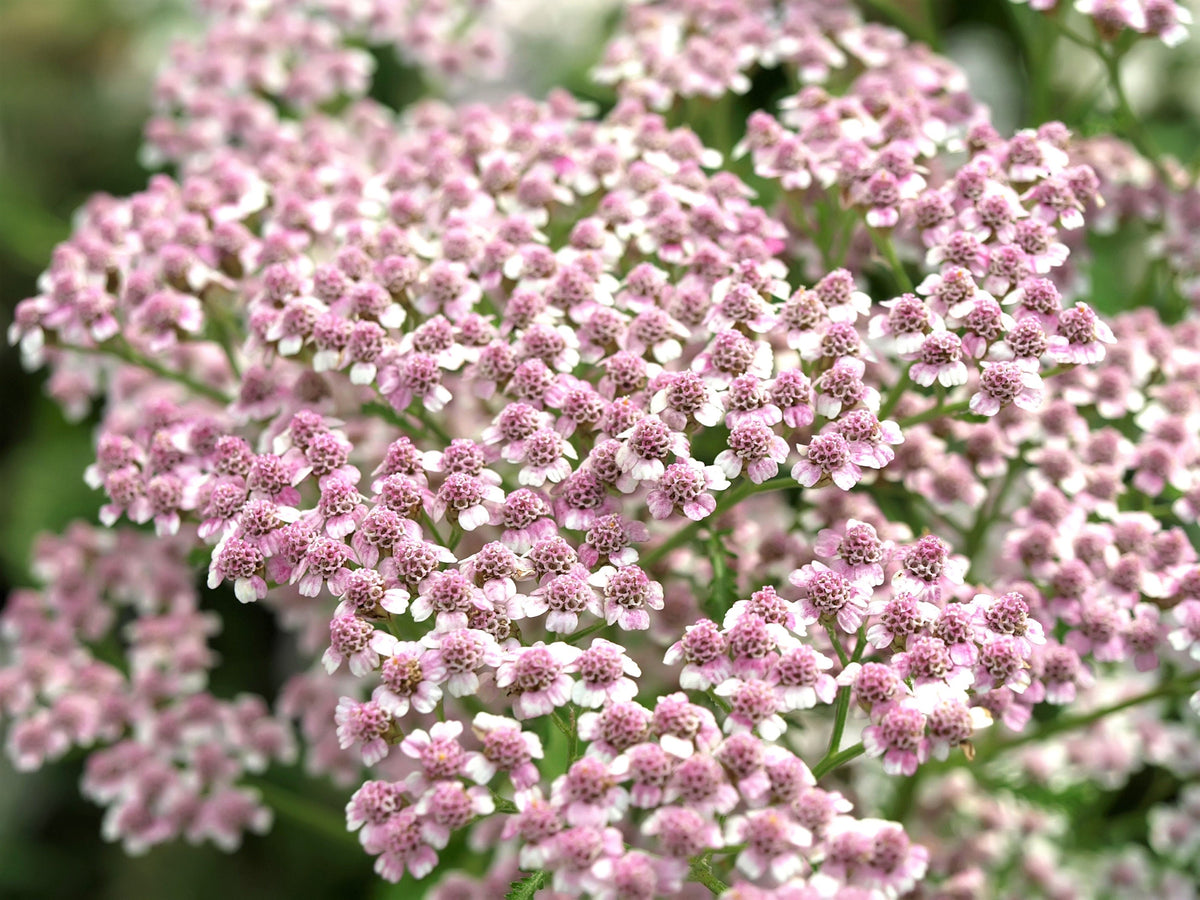 50 LOVE PARADE YEARROW Achillea Sibirica ssp. Camtschatica, también conocida como Kamchatka y Siberian Yarrow, semillas de flores de color rosa pálido