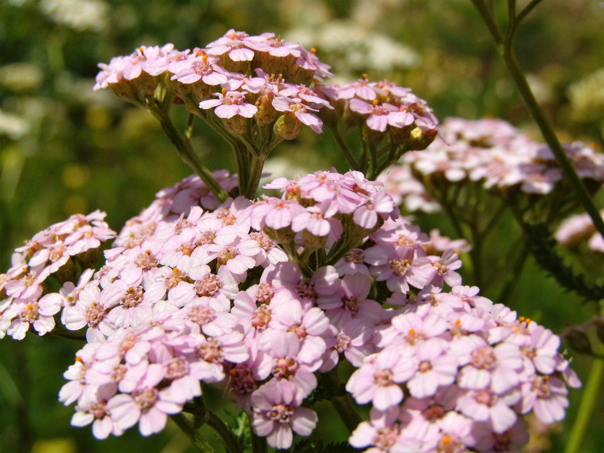 50 LOVE PARADE YEARROW Achillea Sibirica ssp. Camtschatica, también conocida como Kamchatka y Siberian Yarrow, semillas de flores de color rosa pálido