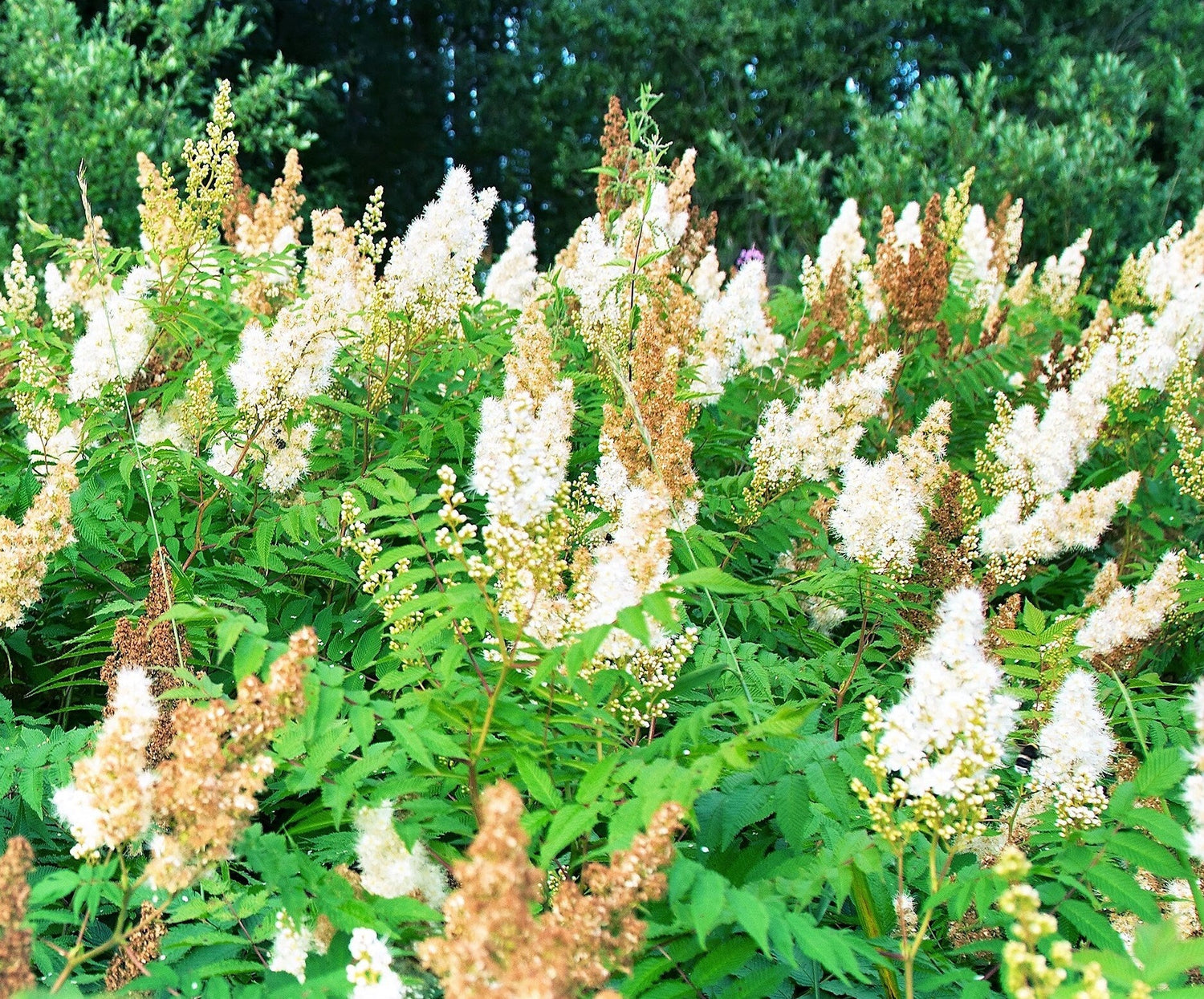 100 semillas de Reina de los Prados Blanca, Spiraea Alba, arbusto nativo de hojas estrechas, flor reina de la pradera