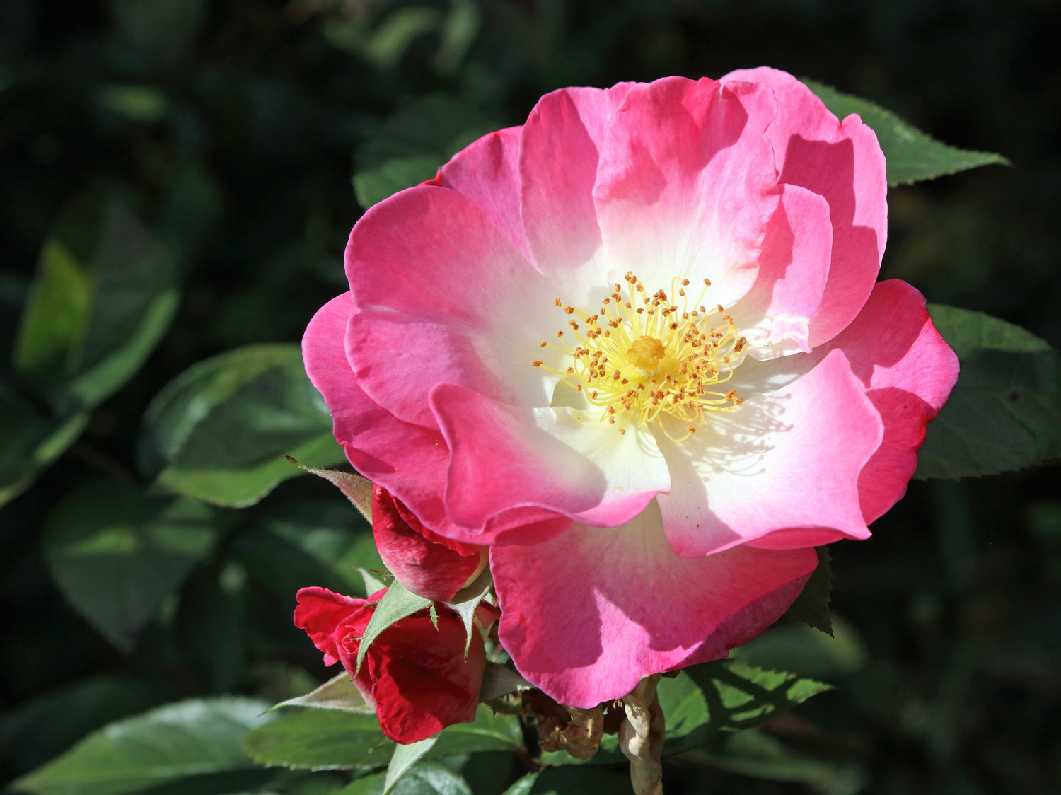 25 semillas de rosa zarzaparrilla (Rosa eglantina, Rosa eglanteria, Rosa rubiginosa) con múltiples tonos de rosa.