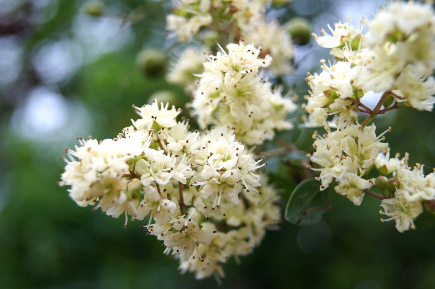 40 HENNA DE FLOR BLANCA Árbol Lawsonia Inermis var. Alba Dye Planta Tatuaje Semillas De Flores