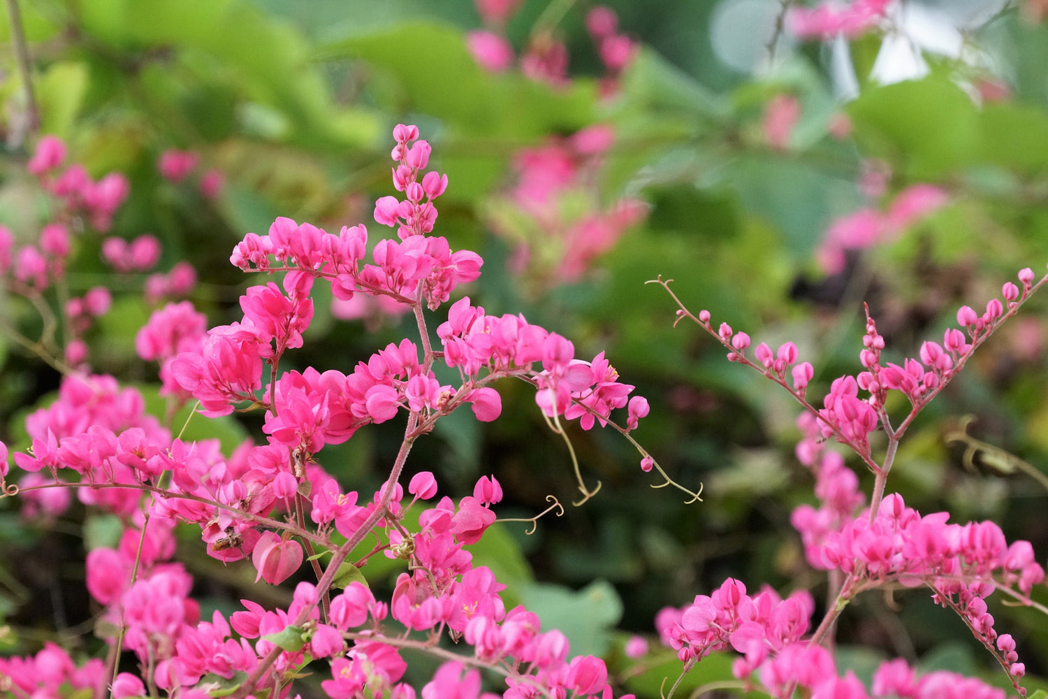 5 semillas de CORAL VINE, enredadera mexicana, arbusto de abeja, cadena del amor, rosa de montaña, Antigonon Leptopus, trepadora rosa brillante, cubresuelos.