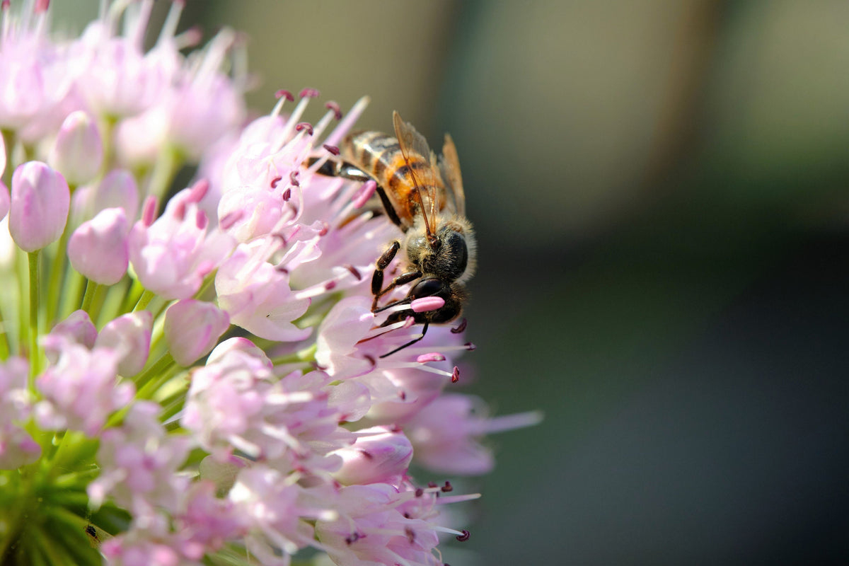10 semillas de ajo de ratón Allium angulosum ajo silvestre flor rosa