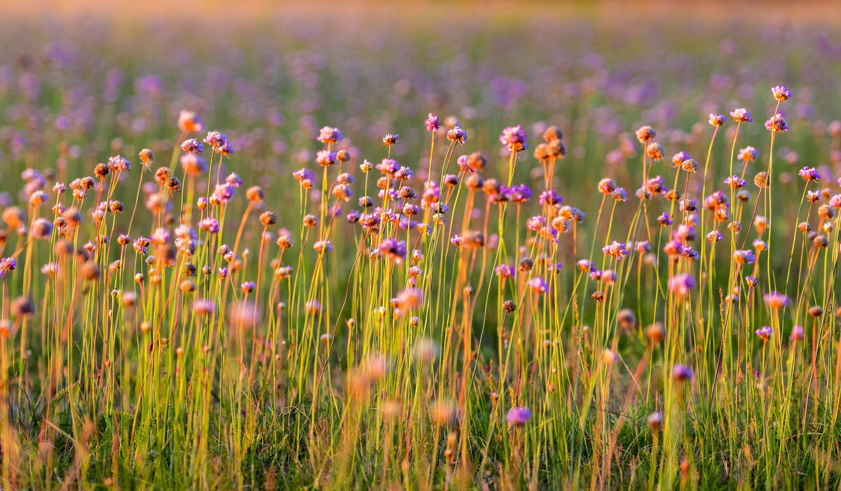 10 semillas de ajo de ratón Allium angulosum ajo silvestre flor rosa