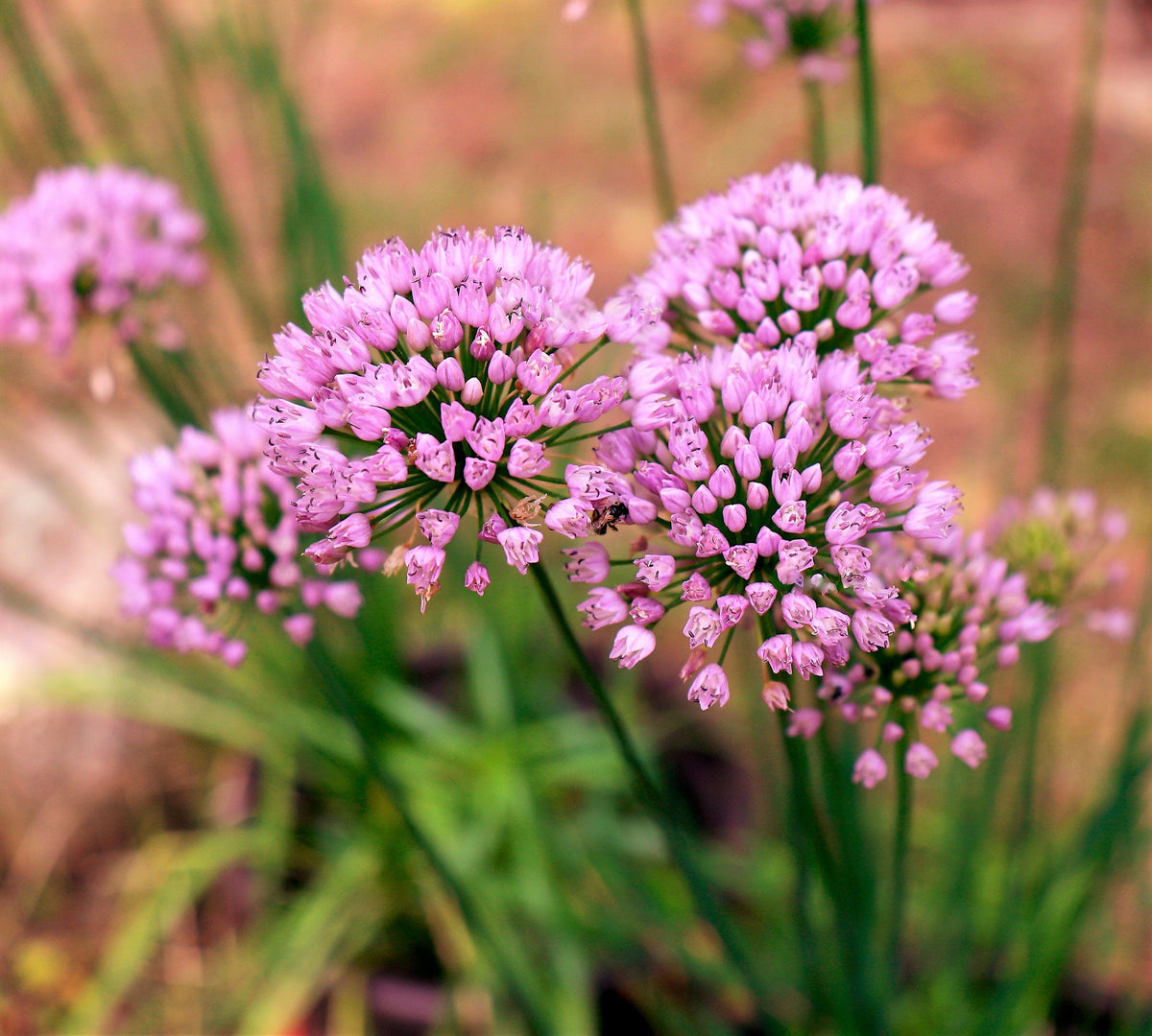 10 semillas de ajo de ratón Allium angulosum ajo silvestre flor rosa