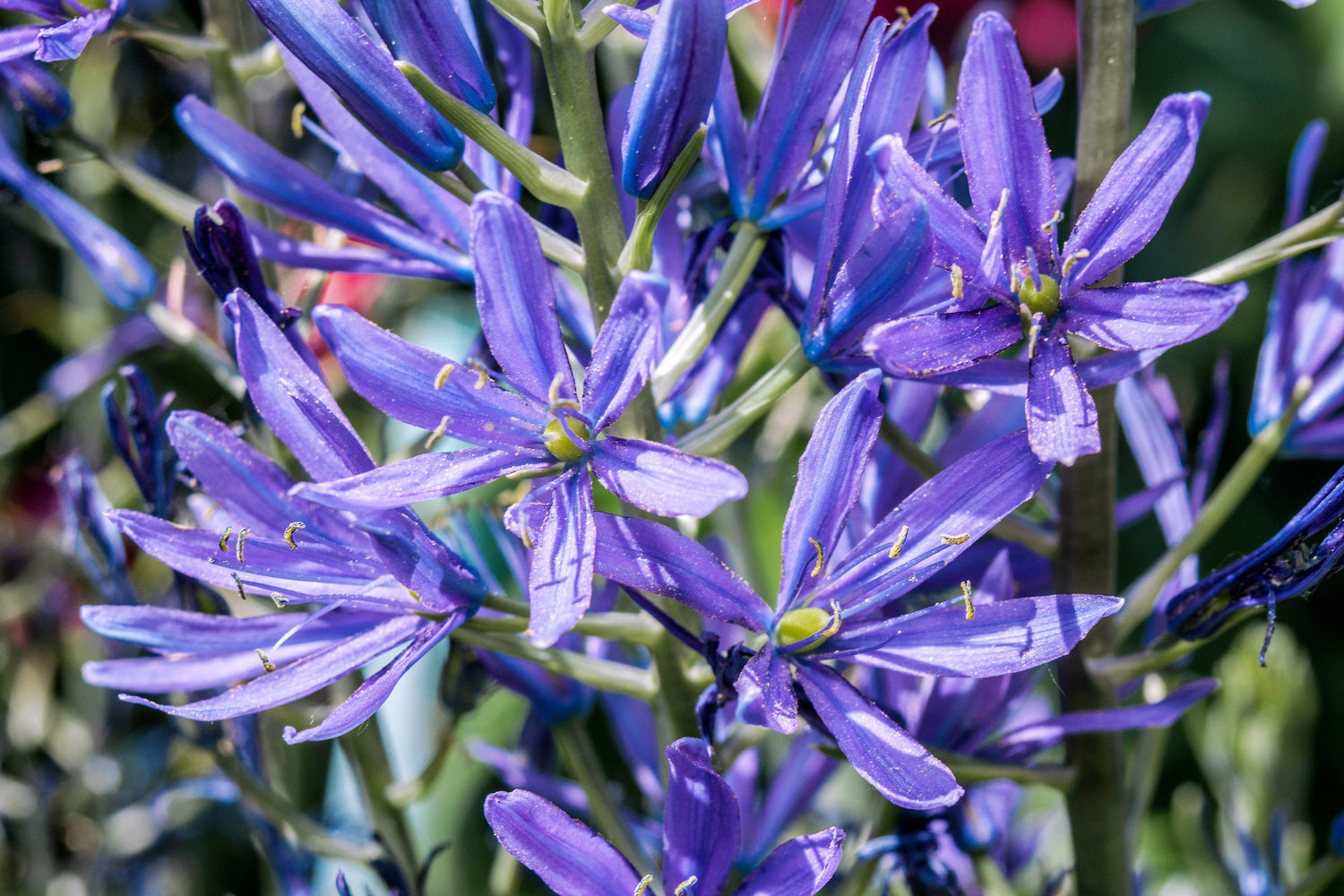20 Blue LARGE CAMAS Camassia Leichtlinii Quamasia Great Camass Native Flower Seeds