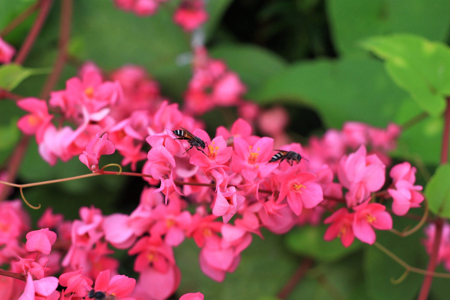 5 semillas de CORAL VINE, enredadera mexicana, arbusto de abeja, cadena del amor, rosa de montaña, Antigonon Leptopus, trepadora rosa brillante, cubresuelos.