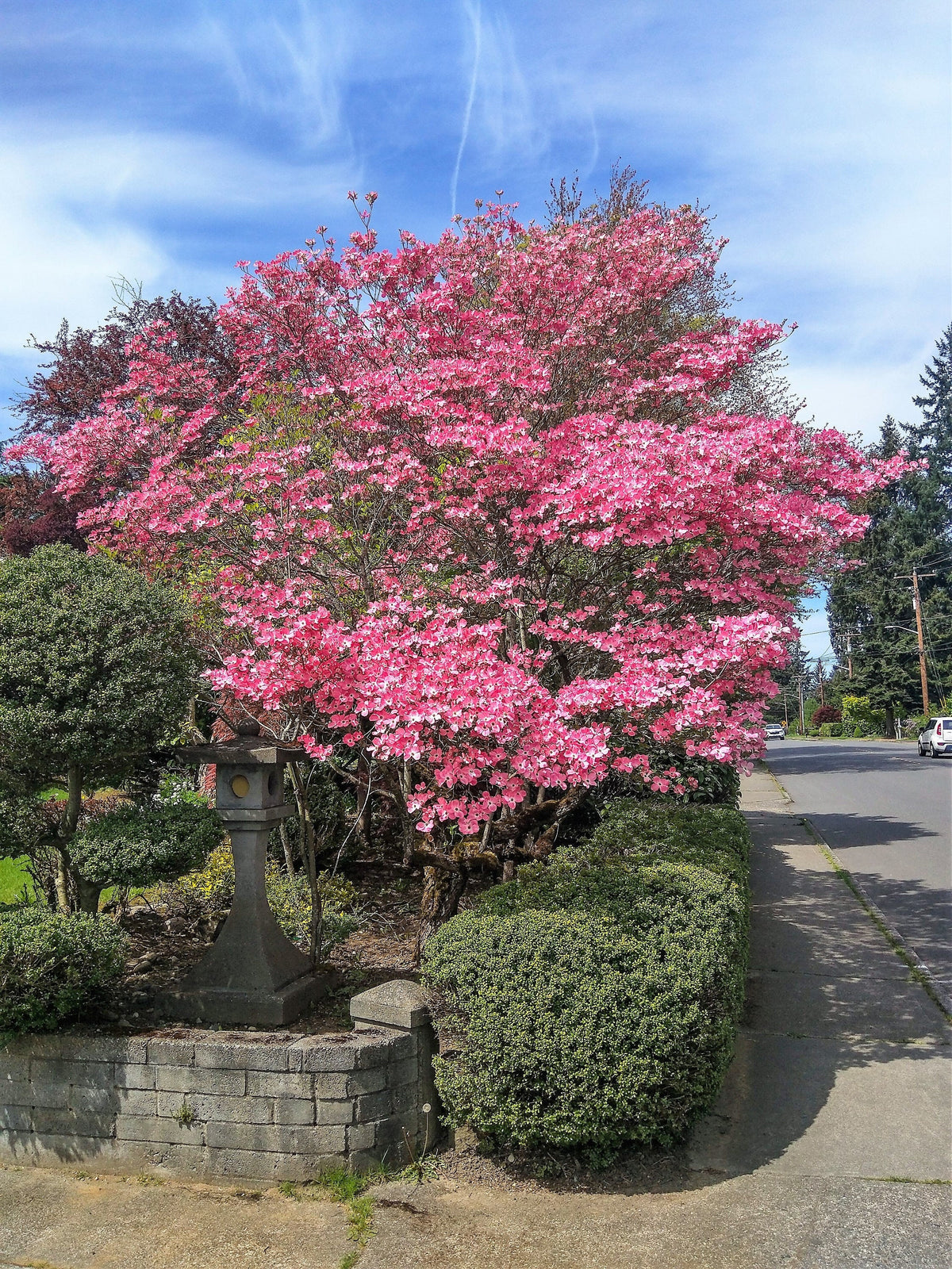 5 semillas de árbol de cornejo de flores rosas Cornus Florida Rubra, árbol ornamental nativo