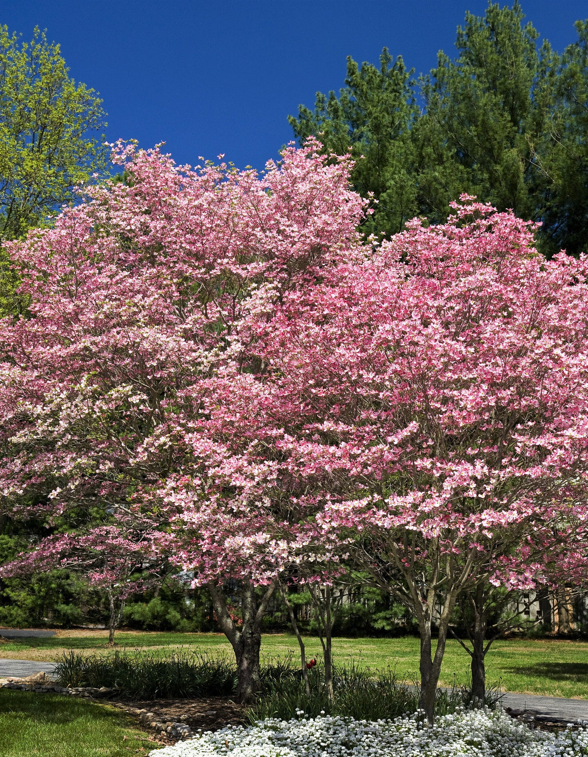5 semillas de árbol de cornejo de flores rosas Cornus Florida Rubra, árbol ornamental nativo