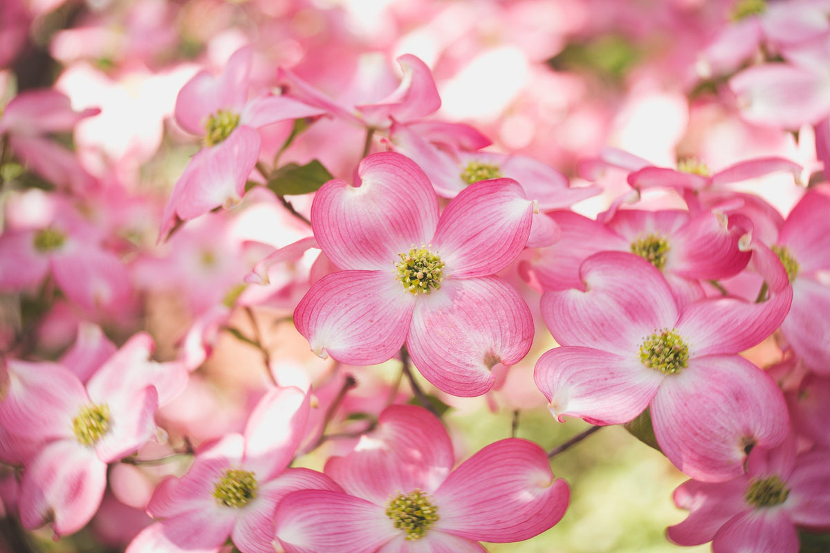 5 semillas de árbol de cornejo de flores rosas Cornus Florida Rubra, árbol ornamental nativo