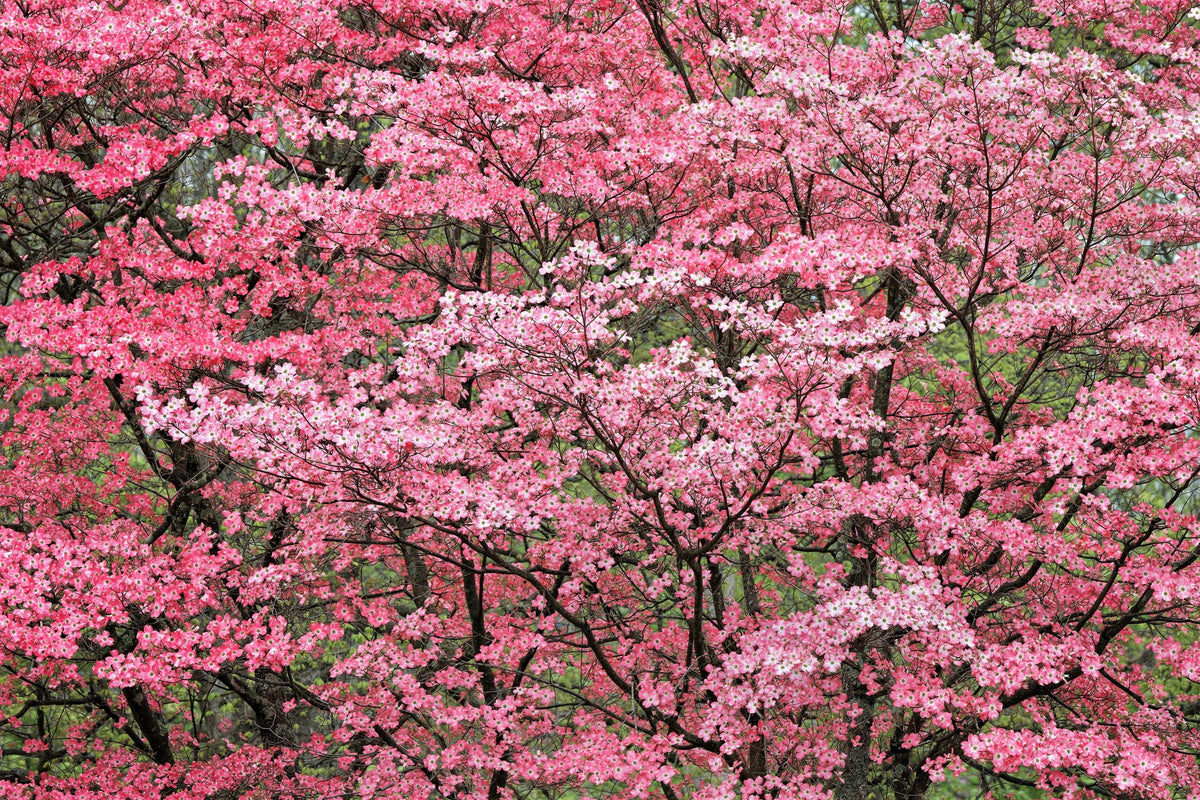 5 semillas de árbol de cornejo de flores rosas Cornus Florida Rubra, árbol ornamental nativo