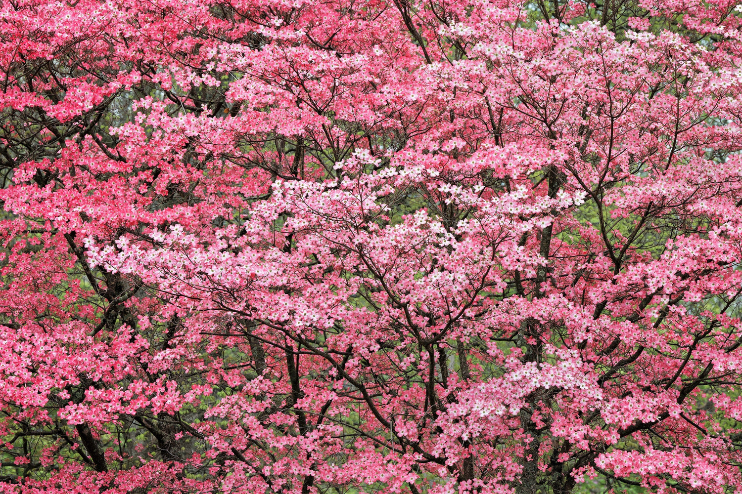 5 semillas de árbol de cornejo de flores rosas Cornus Florida Rubra, árbol ornamental nativo