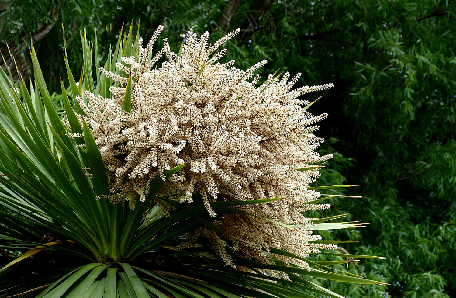 25 semillas de flores de DRACAENA AZUL (espigas / árbol de col de hoja ancha / col de montaña) Cordyline Indivisa