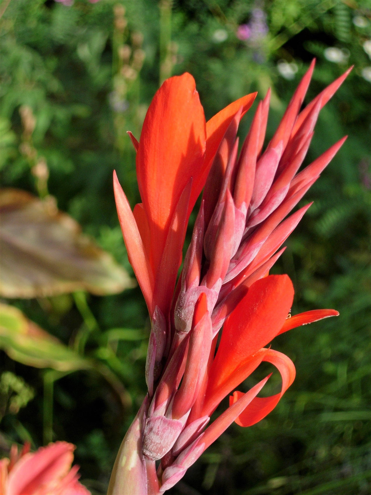 5 semillas de flores de Canna Indica, arrurruz indio, lirio de canna naranja