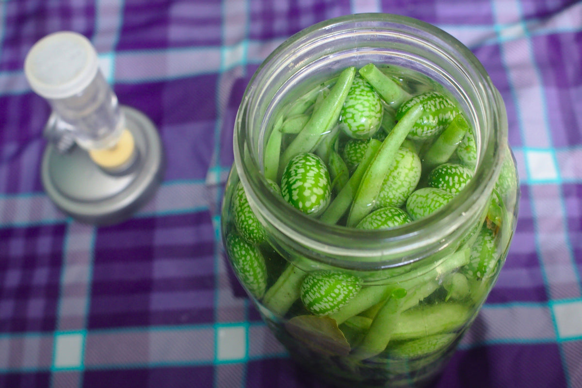 10 CUCAMELON Melothria Scabra Melón Ratón Pepinillo Mexicano Sandía Mini Semillas de Vid de Pepino
