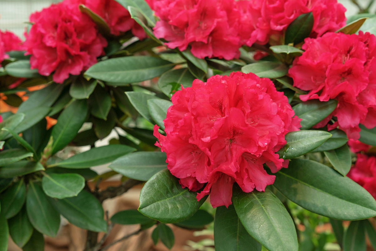 50 HÍBRIDOS MIXTOS DE RODODENDRO spp. Colores variados: rojo, rosa, morado, blanco, amarillo y naranja. Florece al sol o a la sombra. Semillas de arbusto.