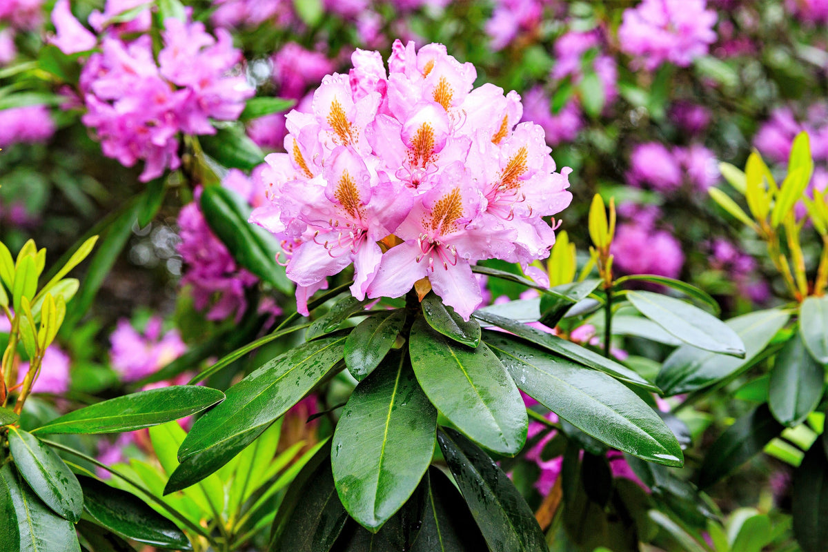 50 HÍBRIDOS MIXTOS DE RODODENDRO spp. Colores variados: rojo, rosa, morado, blanco, amarillo y naranja. Florece al sol o a la sombra. Semillas de arbusto.