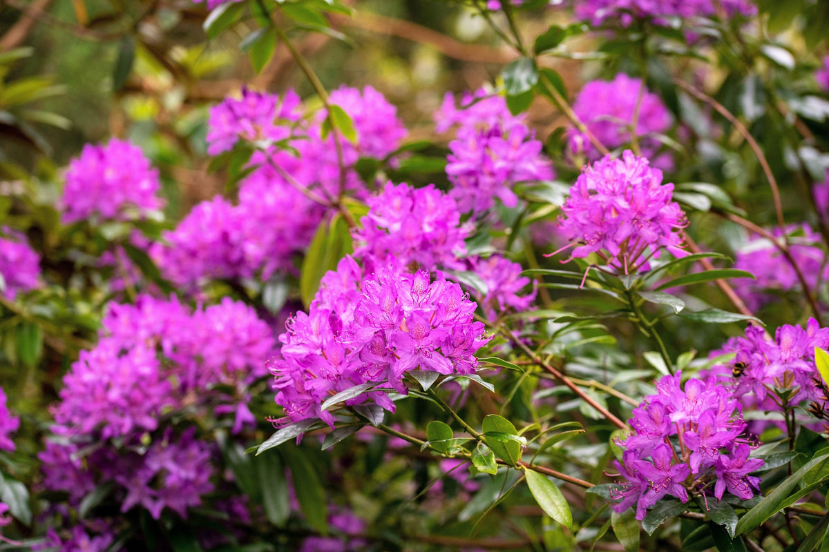 50 HÍBRIDOS MIXTOS DE RODODENDRO spp. Colores variados: rojo, rosa, morado, blanco, amarillo y naranja. Florece al sol o a la sombra. Semillas de arbusto.