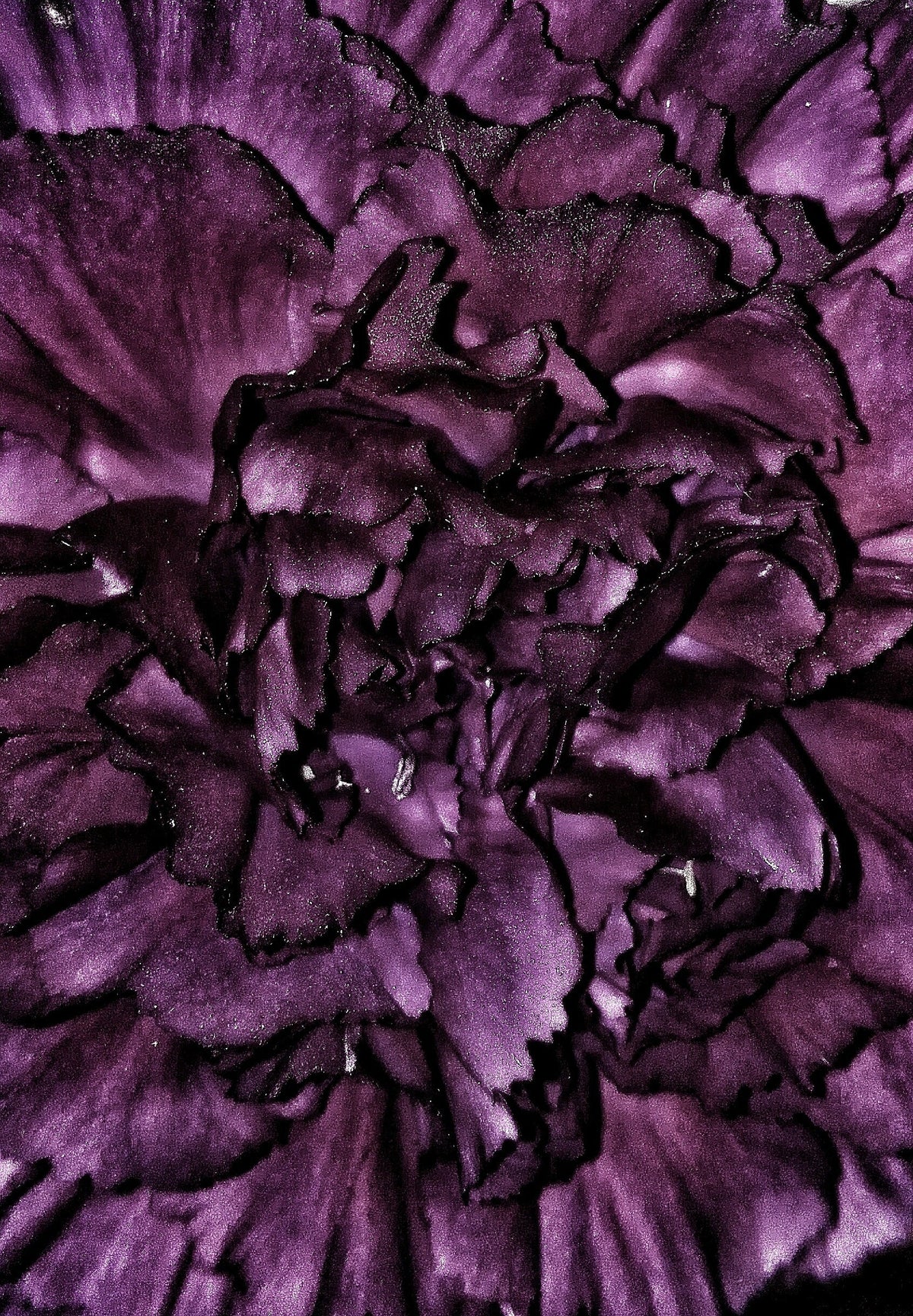 50 semillas de clavel negro King of Blacks Dianthus Caryophyllus Grenadin de doble flor