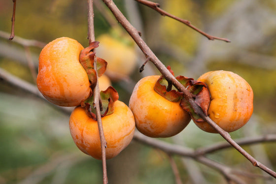 10 ÁRBOL DE CAQUI ITALIANO Ciruela datilera Fruta Diospyros Semillas de loto