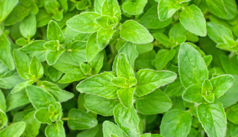 [TEST EC] Oregano - plantines x 3