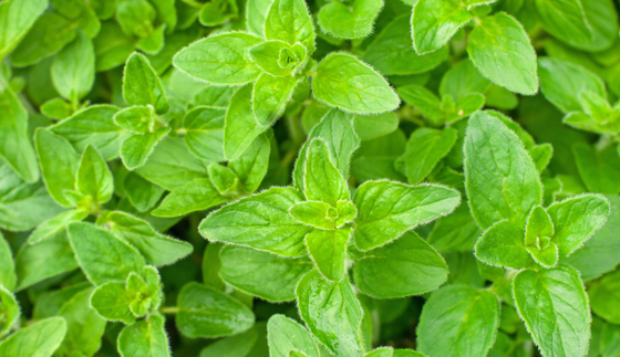 [TEST EC] Oregano - plantines x 3