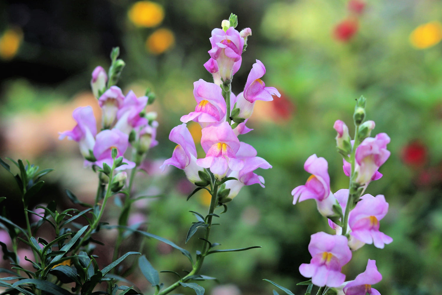 250 semillas de Penstemon Grandiflorus, flores nativas de color rosa y morado.