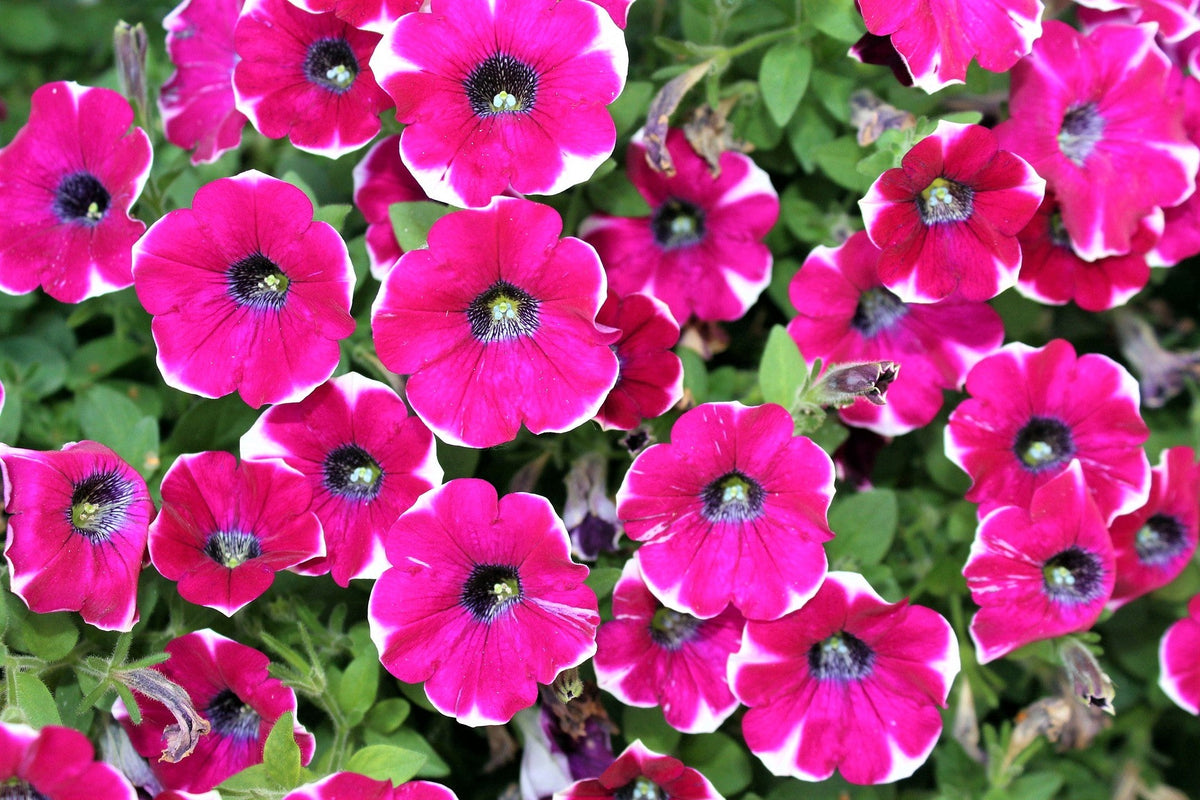 50 semillas de petunia multiflora de colores mixtos PICOTEE MIX, bicolor, blanco, azul, morado, rosa y rojo