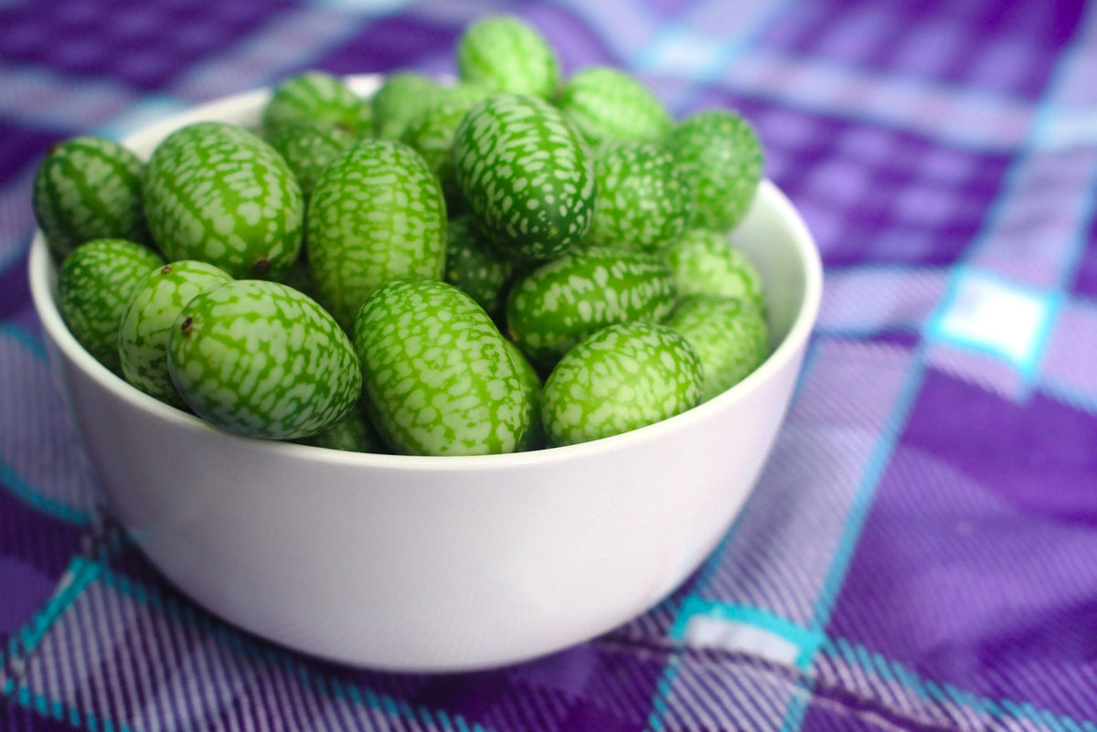 10 CUCAMELON Melothria Scabra Melón Ratón Pepinillo Mexicano Sandía Mini Semillas de Vid de Pepino