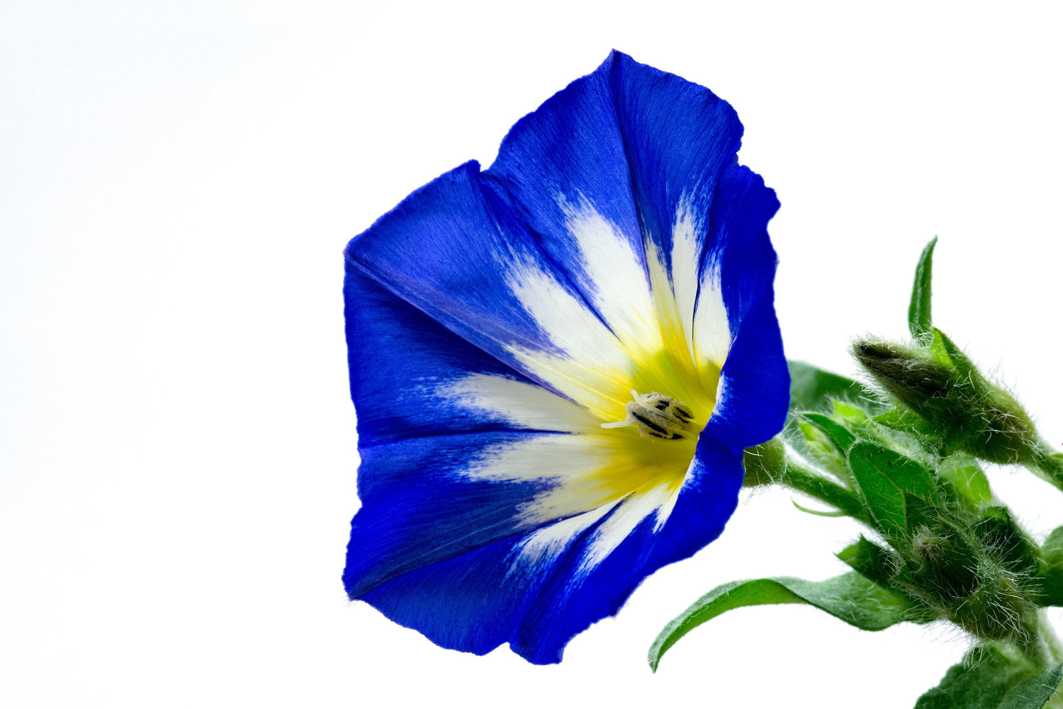 35 Blue Dwarf ROYAL ENSIGN MORNING GLORY Convolvulus Tricolor Royal Blue White & Yellow Flower Vine Semillas