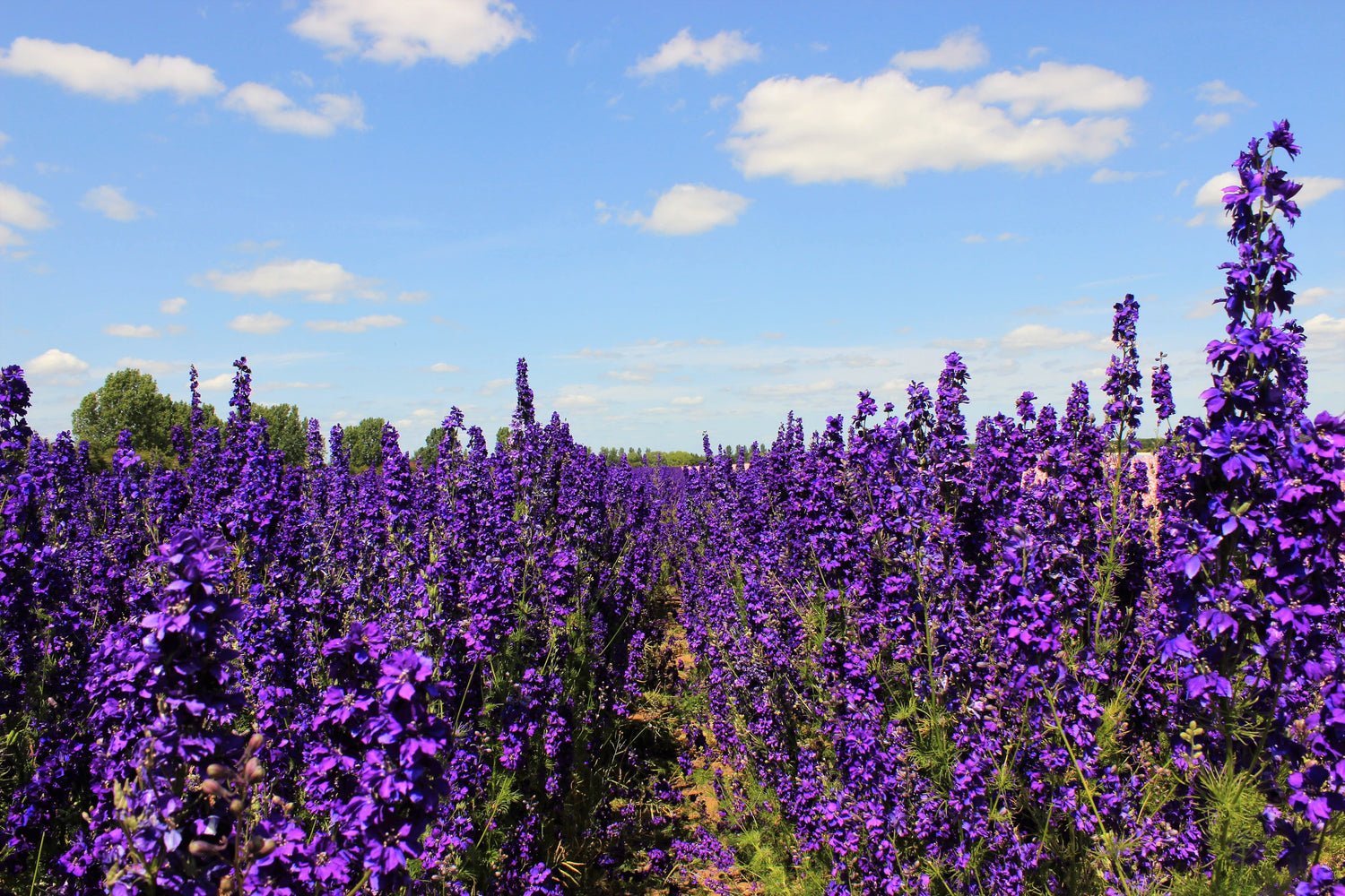 50 Semillas de flores perennes BLACK KNIGHT DELPHINIUM Elatum Cultorum Pacific Giant Larkspur