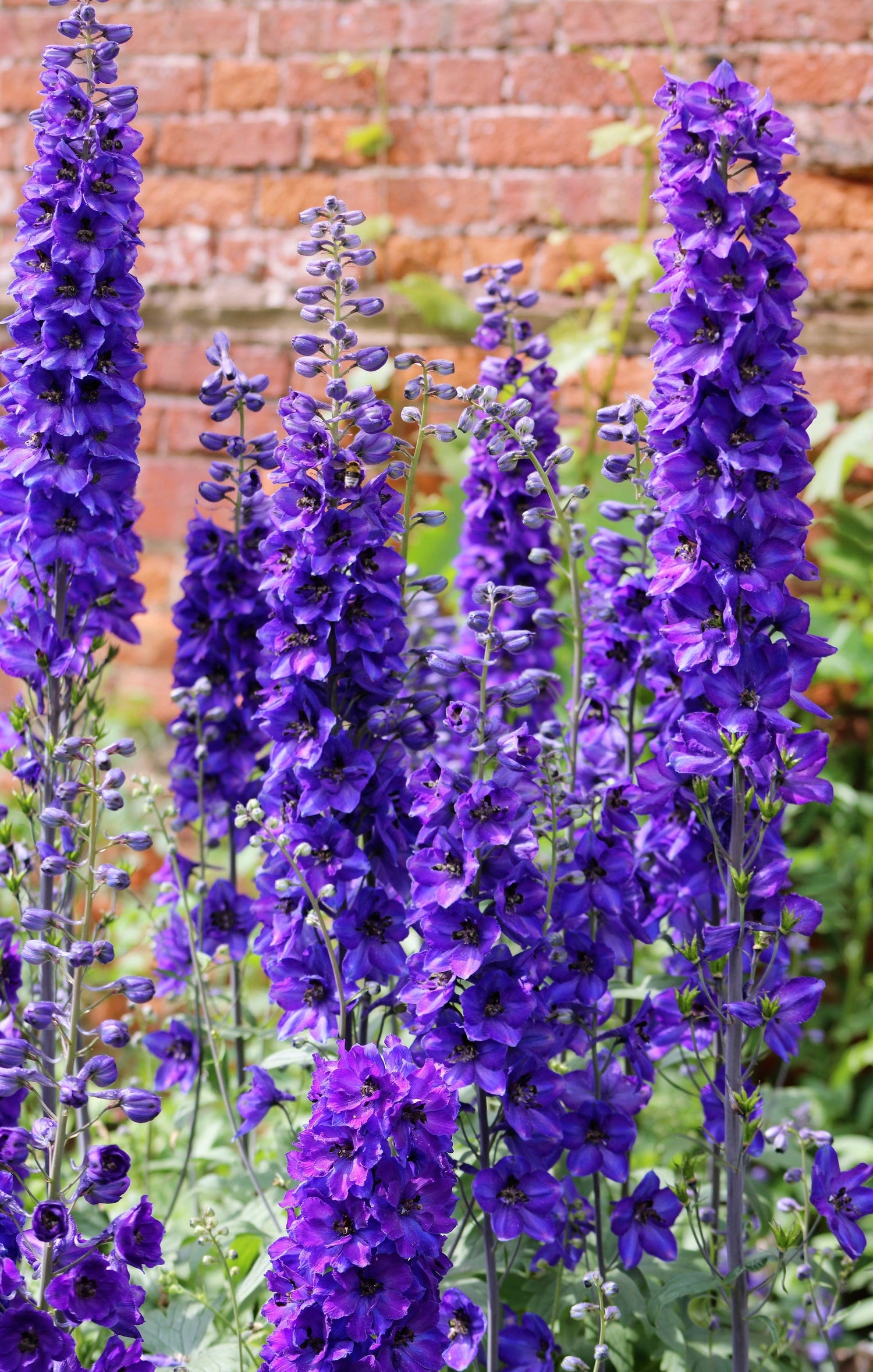 50 Semillas de flores perennes BLACK KNIGHT DELPHINIUM Elatum Cultorum Pacific Giant Larkspur