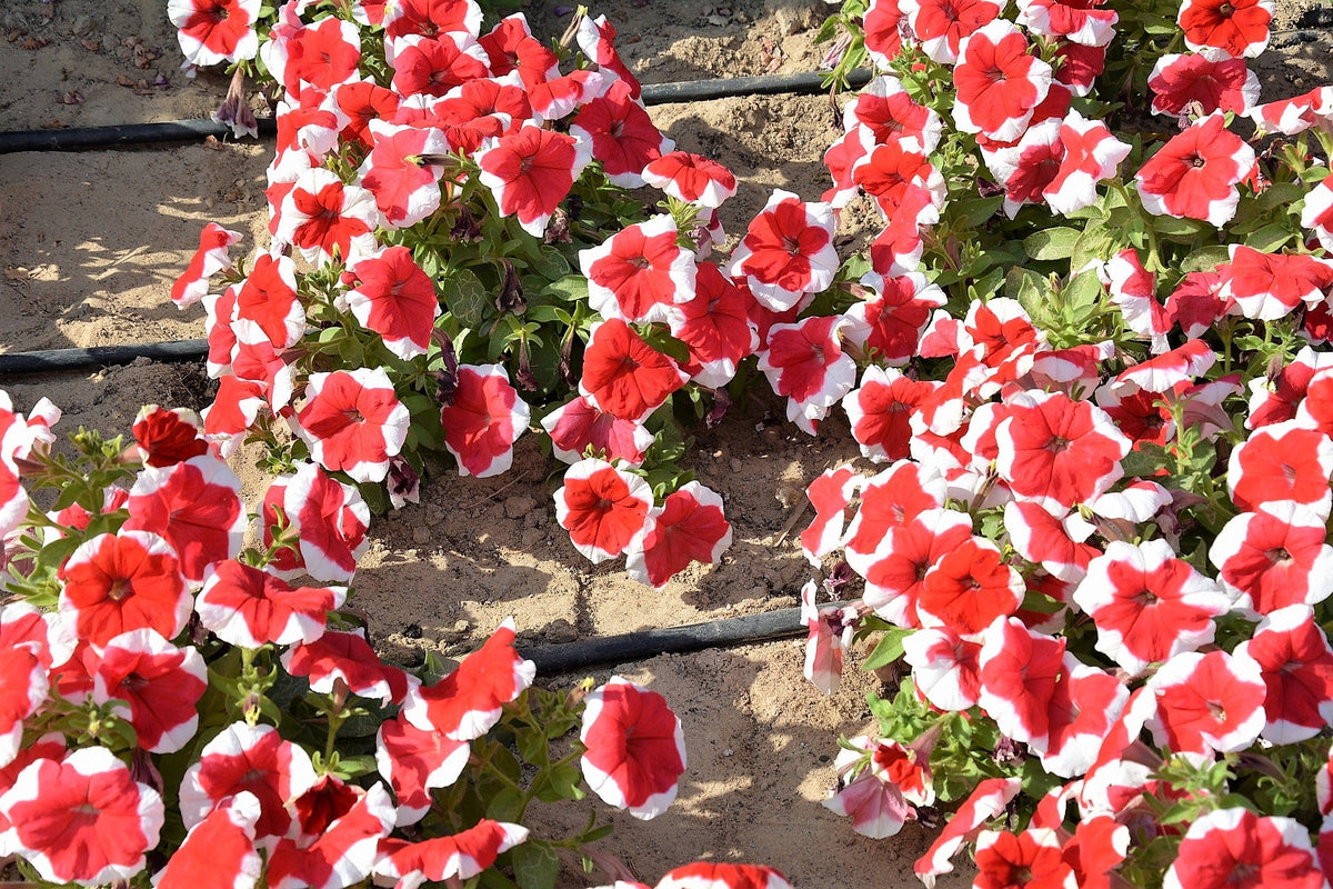 50 semillas de petunia multiflora de colores mixtos PICOTEE MIX, bicolor, blanco, azul, morado, rosa y rojo
