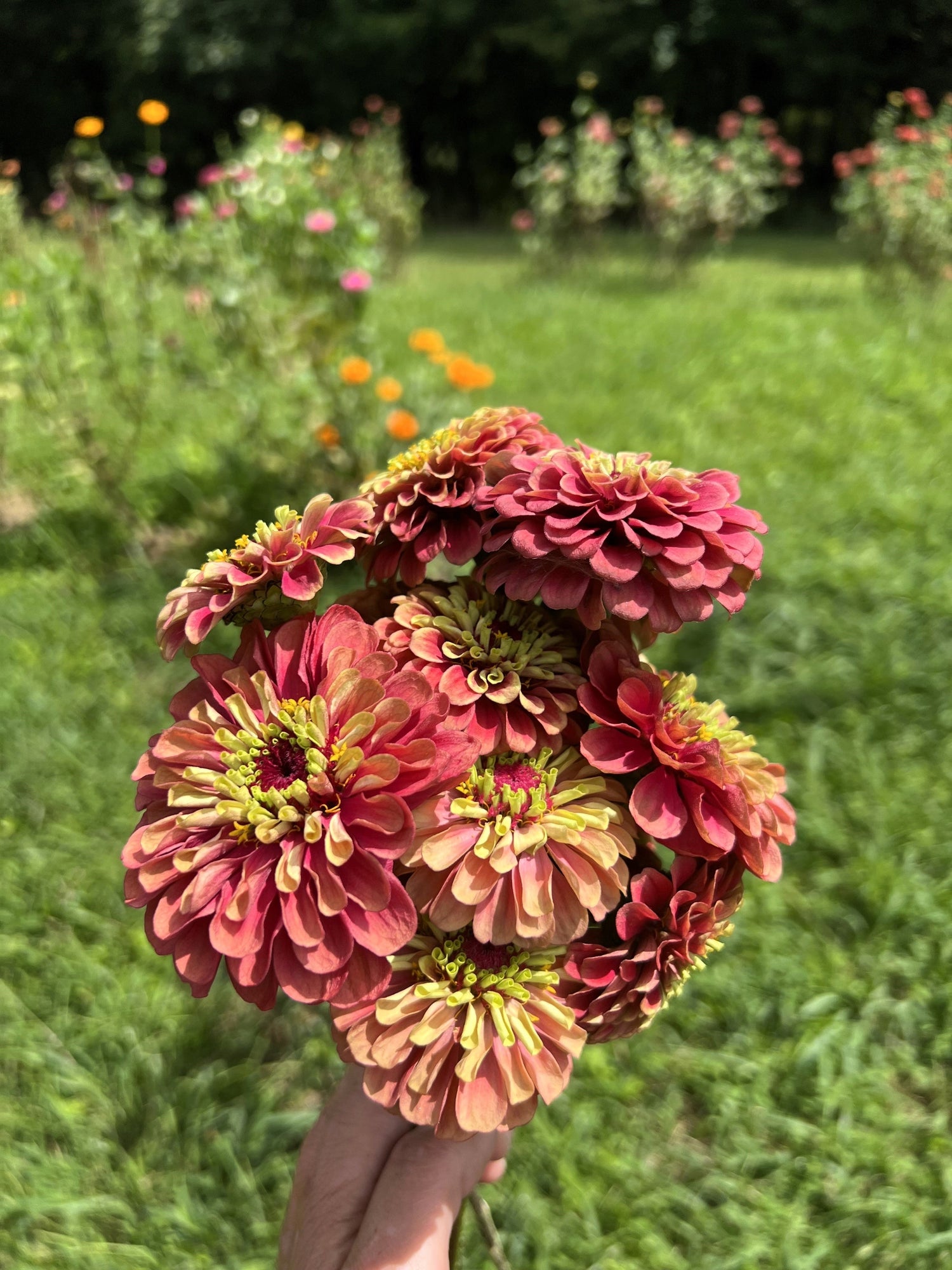 25 semillas de flores de ZINNIA REINA DE LIMA ROJA Elegans Green Queen