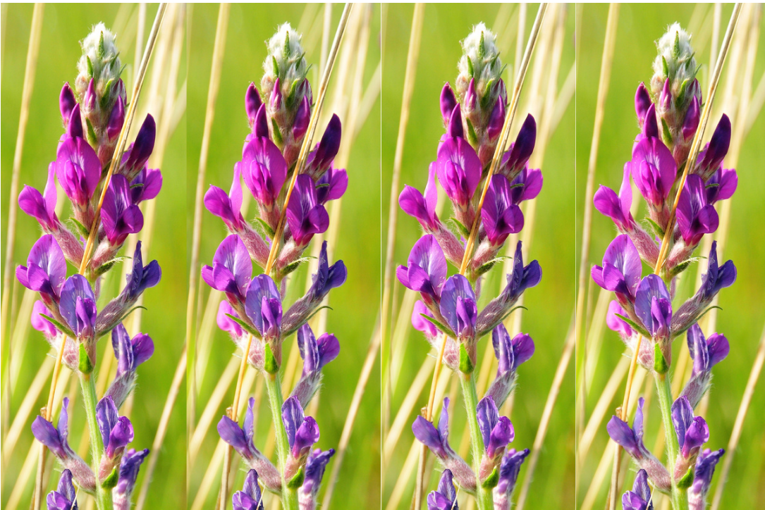 30 semillas de flores nativas de Oxytropis Lambertii (LOCOWEED púrpura)
