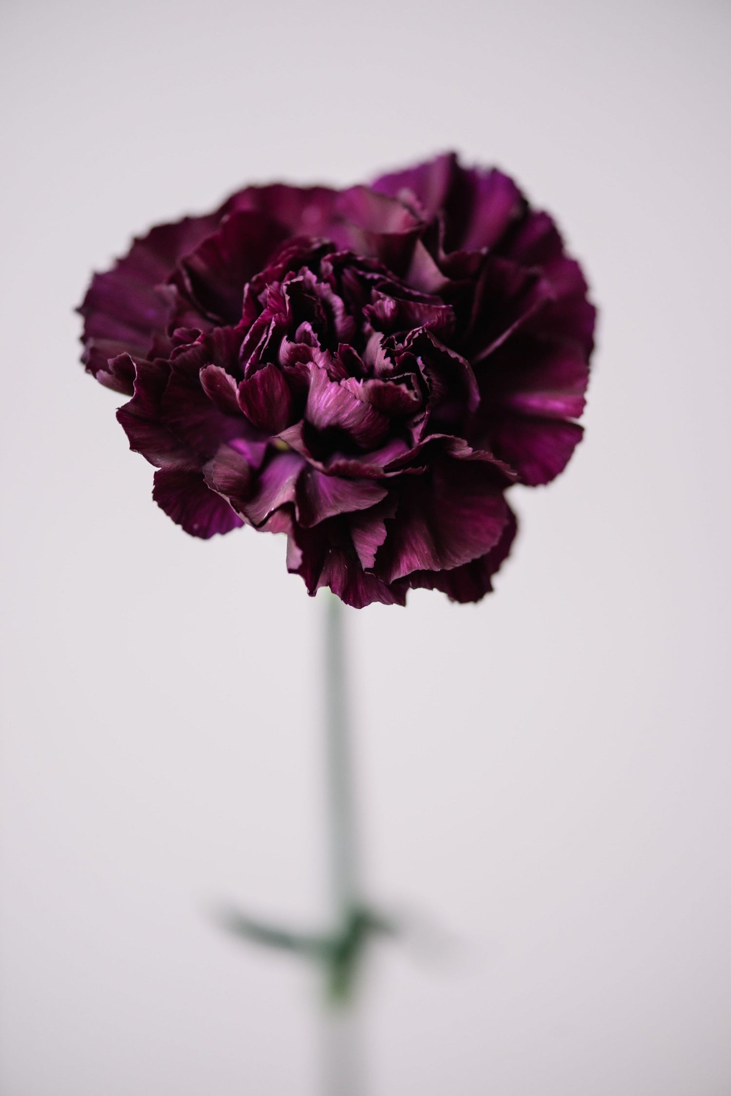 50 semillas de clavel negro King of Blacks Dianthus Caryophyllus Grenadin de doble flor