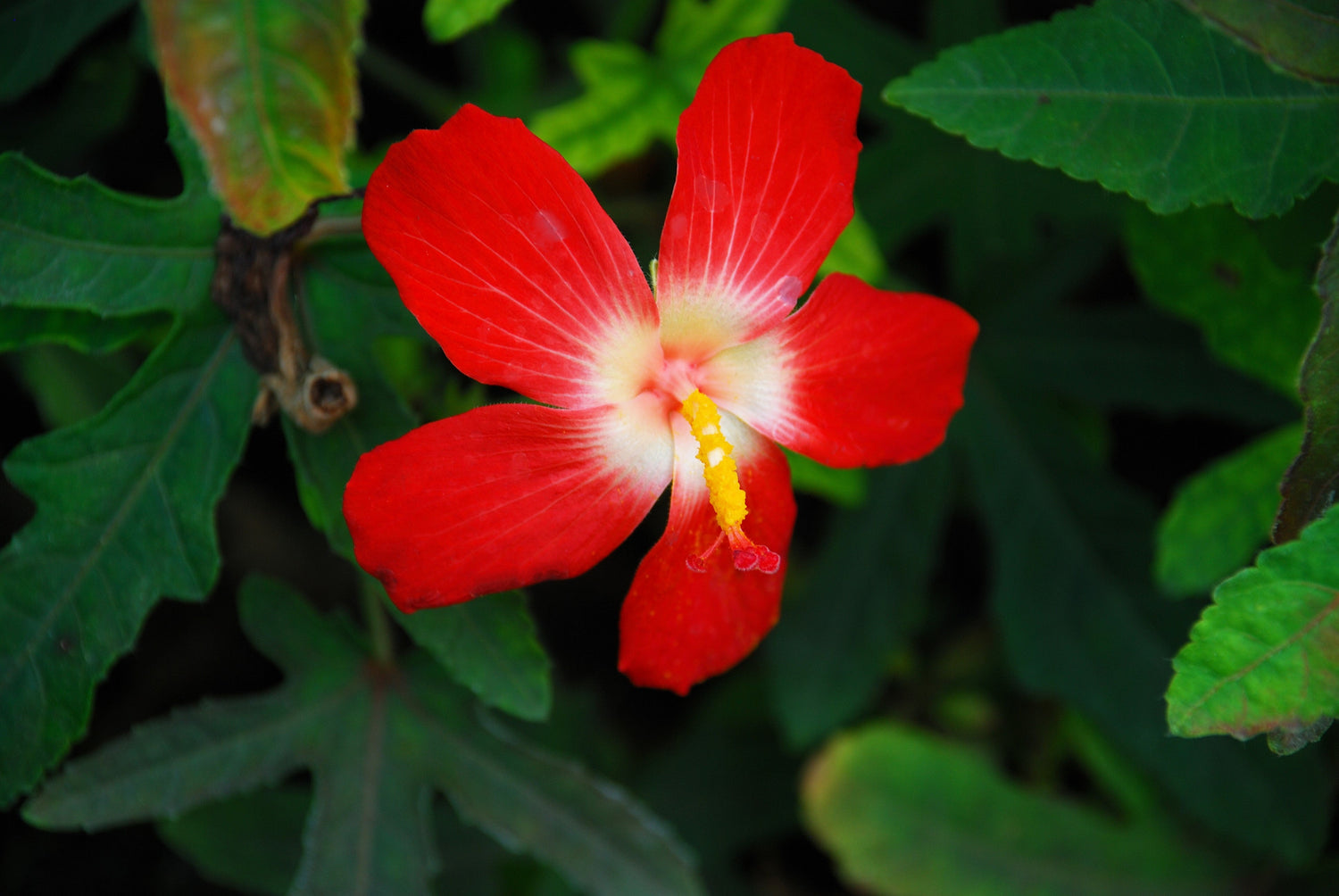 40 semillas de flores de ambreta / malva amizclera Hibiscus Abelmoschus Moschatus