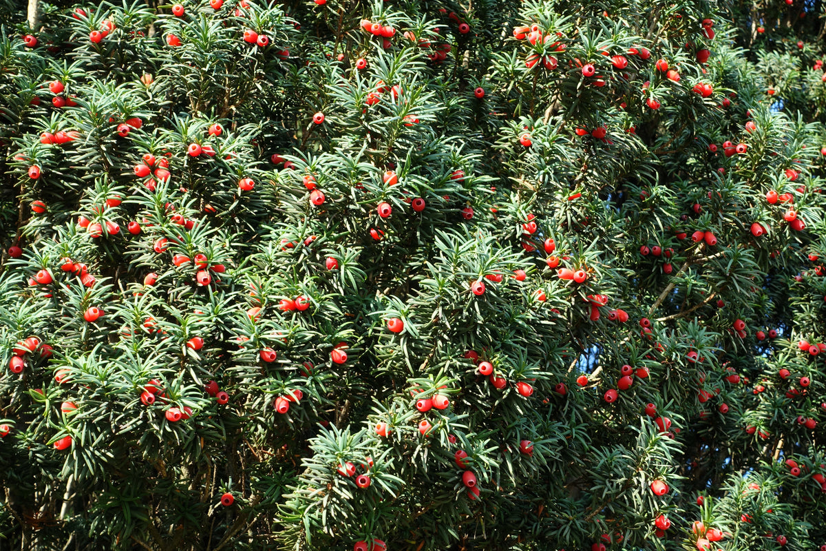 10 semillas de tejo inglés, Taxus baccata, árbol, arbusto, conífera, sol o sombra, rojo, ornamental.
