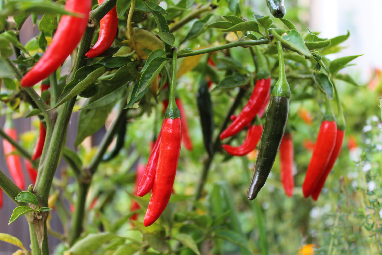 300 PIMIENTA DE CAYENA FINA Semillas de vegetales de pimiento picante, largo, verde, rojo y delgado